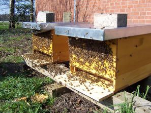 Bild zweier Beuten mit ansitzenden Bienen